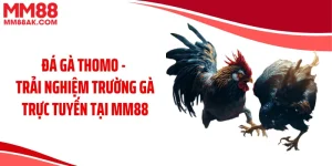 Đá Gà Thomo - Trải Nghiệm Trường Gà Trực Tuyến Tại MM88