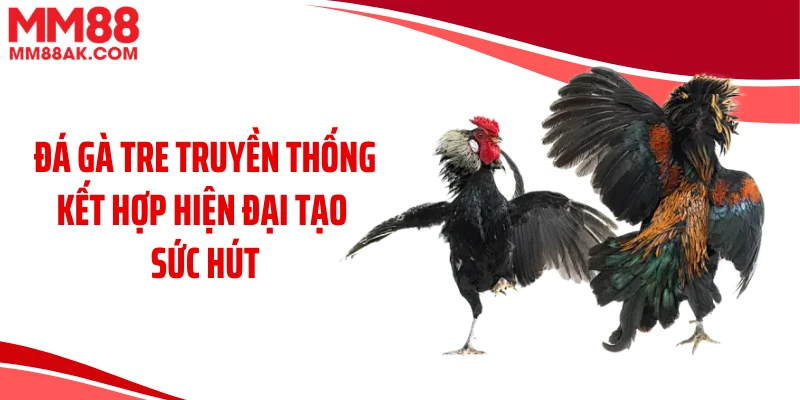 Đá gà tre truyền thống kết hợp hiện đại tạo sức hút